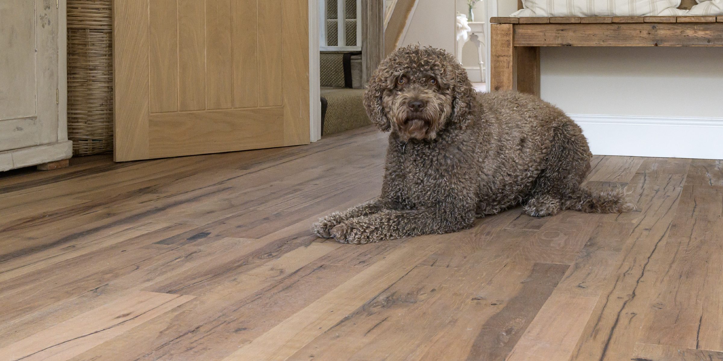 dog on reclaimed wood floors
